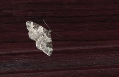 Xanthorhoe fluctuata