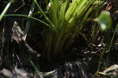Isoetes melanopoda
