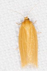 Clepsis clemensiana