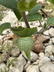 Datura innoxia