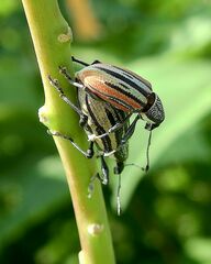 Diaprepes abbreviatus