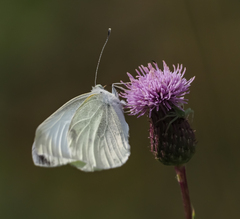 Pieris rapae