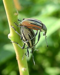 Diaprepes abbreviatus