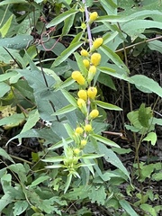 Aureolaria flava