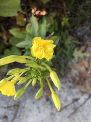 Oenothera parviflora