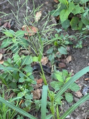 Panicum dichotomiflorum