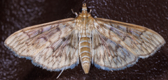 Herpetogramma pertextalis