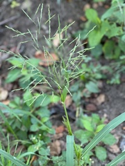 Panicum dichotomiflorum