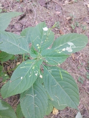 Impatiens parviflora