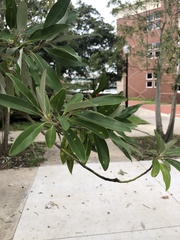Quercus laurifolia