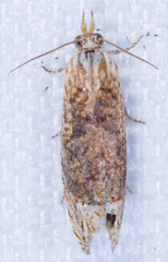 Eucosma ochrocephala