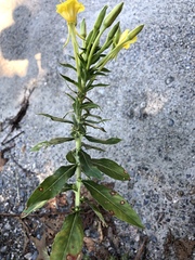 Oenothera parviflora