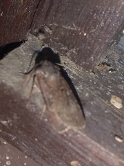 Agrotis segetum