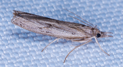 Fissicrambus mutabilis