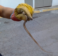 Pituophis deppei