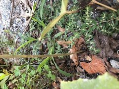 Oenothera parviflora