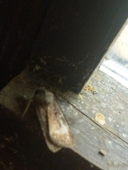 Agrotis segetum