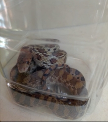 Pituophis deppei