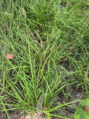 Carex collinsii