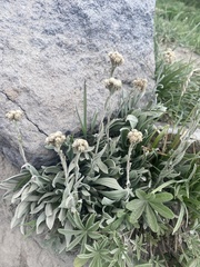 Antennaria