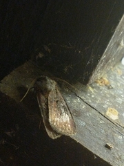 Agrotis segetum