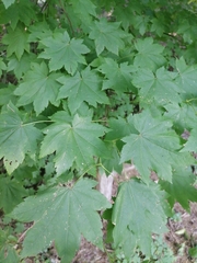Acer pseudosieboldianum