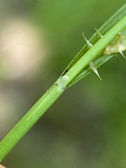 Carex collinsii