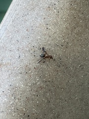 Delphinia picta