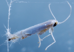 Phyllocnistis vitifoliella