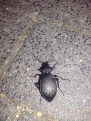 Carabus coriaceus