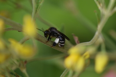Macropis europaea