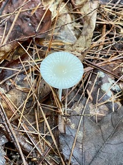 Agaricales