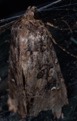 Mesapamea fractilinea