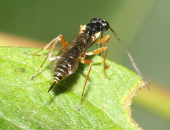 Ichneumonoidea