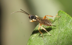 Ichneumonoidea