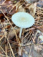 Agaricales
