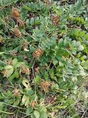 Astragalus glycyphyllos