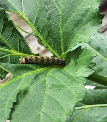 Spodoptera ornithogalli