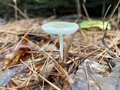 Agaricales