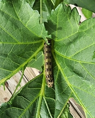 Spodoptera ornithogalli