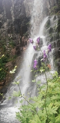Aconitum sczukinii