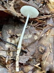 Agaricales