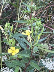 Oenothera villosa