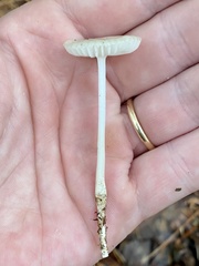 Agaricales