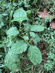 Solanum nigrum