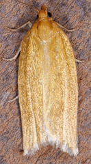 Clepsis clemensiana