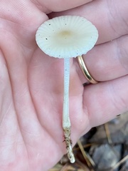 Agaricales