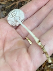 Agaricales