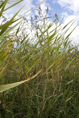 Phragmites australis americanus