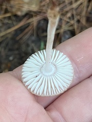 Agaricales